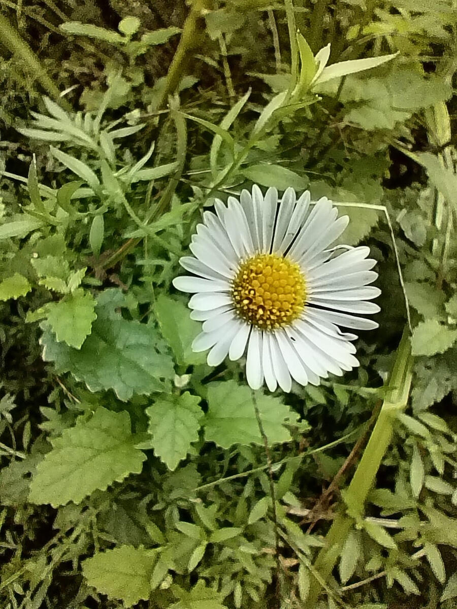 Wild Forest Daisy
